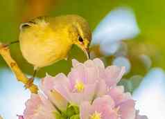 田纳西州莺喝花蜜粉红色的花