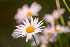 黛西花日益增长的场花园阳光明媚的一天在户外白芸俗牛眼菊雏菊雏菊菊科物种白色花瓣黄色的雄蕊盛开的春天