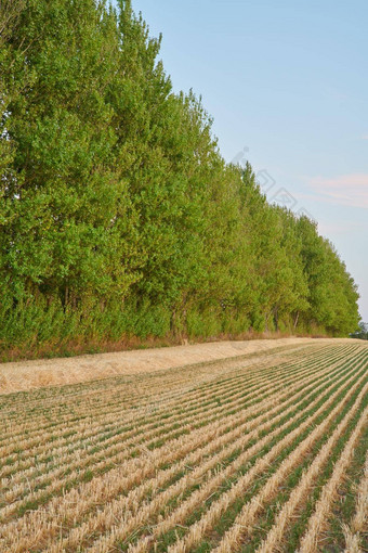 收获行小麦农场土地郁郁葱葱的绿色树阳光明媚的一天干大麦粮食培养和平农田农村农业远程自然安静的一天