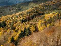 秋天景观山美丽的彩色的树森林美妙的风景如画的背景