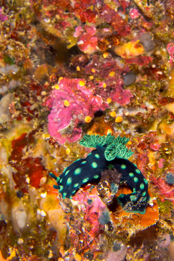 海鼻涕虫布纳肯国家海洋公园印尼