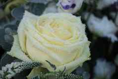 白色灰白色霜单白色玫瑰