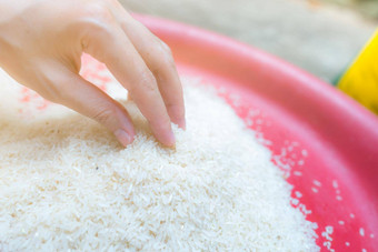 女人手持有大米塑料托盘未煮过的磨碎的白色大米大米价格世界市场世界收益率大米概念天课慈善机构全球食物危机概念有机麦片粮食