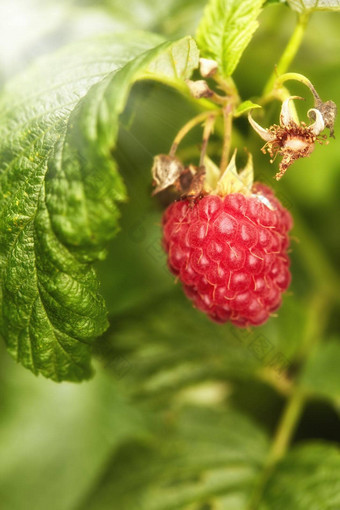 特写镜头红色的树莓绿色充满活力的他来了自然变焦成熟的水果日益增长的可持续<strong>发展</strong>的有机农场<strong>农村</strong>宏视图细节纹理浆果野生