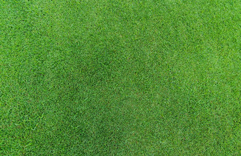 绿色草纹理背景高尔夫球草前视图绿色草的地盘草坪上纹理背景的地盘草高尔夫球体育场的地盘护理业务背景草坪上地毯纹理