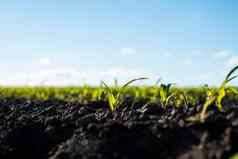 年轻的芽玉米特写镜头肥沃的土壤农场场粮食作物农业农村景观场年轻的玉米