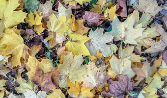 色彩斑斓的秋天叶子谎言公园