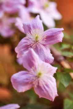 美丽的色彩斑斓的充满活力的粉红色的花日益增长的花园阳光明媚的春天一天特写镜头铁线莲葡萄球菌意大利皮革毛茛属植物植物物种开花自然