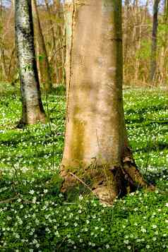 美丽的大树特写镜头自然森林景观春天树背景在户外公园视图绿色草白色花日益增长的植物生活放松一天自然