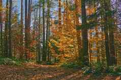 色彩斑斓的融合黄金秋天透明的和平警笛安静的森林