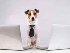 狗杰克罗素梗穿着领带坐在笔记本电脑白色背景