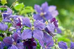 色彩斑斓的紫色的花日益增长的花园阳光明媚的一天特写镜头美丽的意大利皮革植物铁线莲物种充满活力的紫罗兰色的花瓣开花自然春天