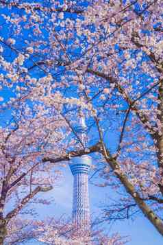 东京天空树樱花