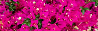 盛开的粉红色的花背景明亮的品红色的叶子花属花花背景叶子花属开花品红色的叶子花属花壁纸纹理模式背景