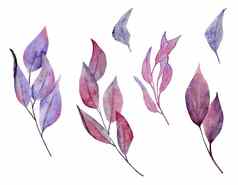 水彩手画插图紫色的粉红色的黑暗叶子叶森林木万圣节草本植物女巫巫术神秘的魔法概念优雅的秋天秋天设计