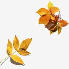 集合美丽的色彩鲜艳的秋天叶子孤立的白色背景插图