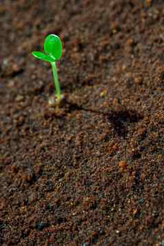 年轻的幼苗增长潮湿的土壤
