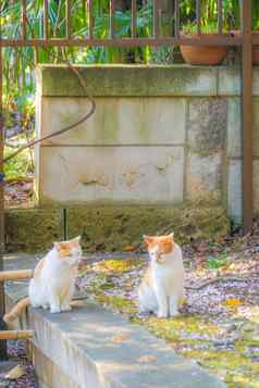 图像日本短尾猫老虎模式
