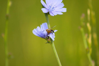 特写镜头蜜蜂授<strong>粉蓝</strong>色的常见的菊苣花绿色模糊<strong>背景</strong>