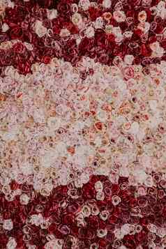 令人惊异的玫瑰背景几百万花粉红色的红色的白色颜色婚礼装饰人工完美的模型项目设计
