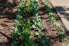 布什日益增长的卷心菜幼苗开放地面生态农场农业综合企业园艺农业生态农业