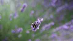 飞行大黄蜂收集花粉薰衣草花朵关闭慢运动美丽的盛开的薰衣草花摇摆风普罗旺斯南法国欧洲平静电影自然背景