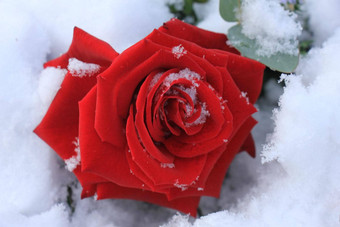 <strong>大</strong>红色的玫瑰覆盖雪