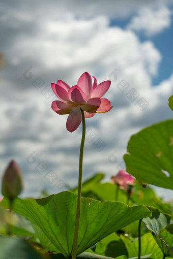 粉红色的<strong>莲</strong>花花摇摆风背景绿色叶子<strong>莲</strong>花场湖自然环境