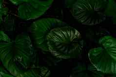 特写镜头绿色叶子热带植物花园密集的黑暗绿色叶美模式纹理背景湿绿色叶子雨绿色壁纸前视图观赏植物花园
