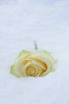 象牙白色玫瑰新鲜的雪