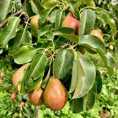 梨特写镜头梨挂树新鲜的多汁的梨梨树分支有机梨自然环境