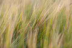 耳朵黑麦小麦场黑麦草地移动风