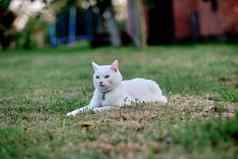 白色猫放松绿色草花园房子