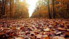 秋天自然森林下降橙色叶子地面秋天景观