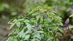 新鲜的叶子genovese)草园丁浇水罗勒植物日益增长的首页花园质量医学烹饪香料神圣的坦蒂