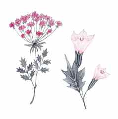 水彩手画花插图灰色的粉红色的野生草本植物植物有毒的花森林木林地女巫巫术概念自然有机设计