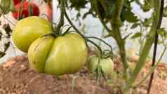 番茄植物温室绿色西红柿种植园有机农业年轻的番茄植物增长温室