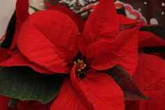 集团红色的一品红完整的花圣诞节季节植物
