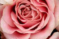 大苍白的粉红色的玫瑰花婚礼装饰