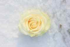 象牙白色玫瑰新鲜的雪