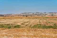 一半收获黄色的成熟的小麦场农村农村景观金小穗夏天收获农业业务概念