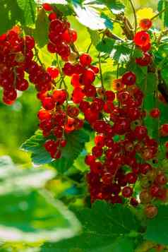 成熟的红色的醋栗浆果分支花园红色的醋栗醋栗普通的花园醋栗肋骨石