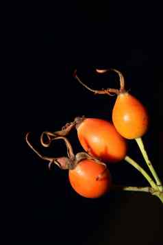 红色的野生水果关闭背景蔷薇属茜草属家庭蔷薇科高质量大大小植物打印
