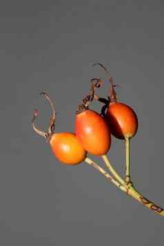 红色的野生水果关闭背景蔷薇属茜草属家庭蔷薇科高质量大大小植物打印