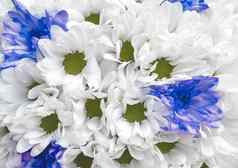 白色蓝色的新鲜的花婚礼花束纹理背景关闭