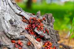红色的甲虫群甲虫坐在树桩昆虫太阳
