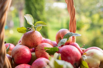 有机苹果篮子夏天草新鲜的苹果自然成熟的花园水果新鲜选水果准备好了吃秋天秋天收获