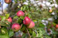 秋天一天农村花园框架成熟的红色的苹果树海棠家庭联欢晚会永久培养森林花园小水果郁郁葱葱的绿色树水果准备好了收获苹果果园