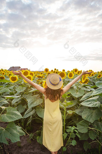 女孩黄色的衣服稻草他手站回来持有花束向日葵大场向日葵美丽的阳光明媚的一天