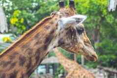 特写镜头长颈鹿肖像非洲动物自然野生动物动物园Safari